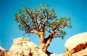 Weihrauchbaum